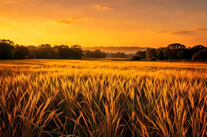 Golden Threshold II