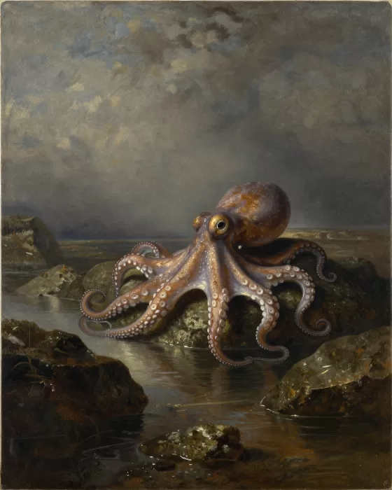 Tidepool Muse