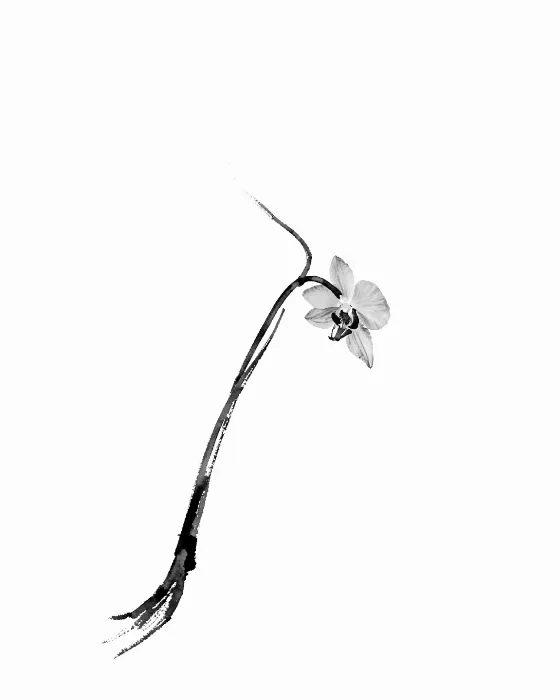 Ink Orchid