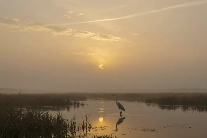 Heron's Hush