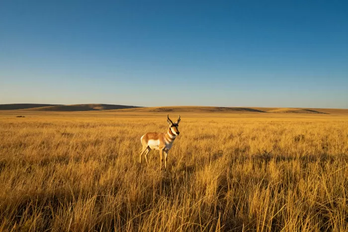 Lone Pronghorn