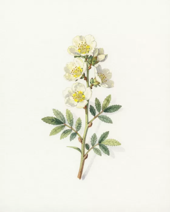 Cliffrose Study