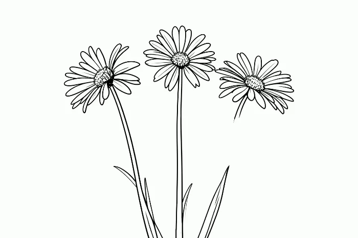 Daisy Trio