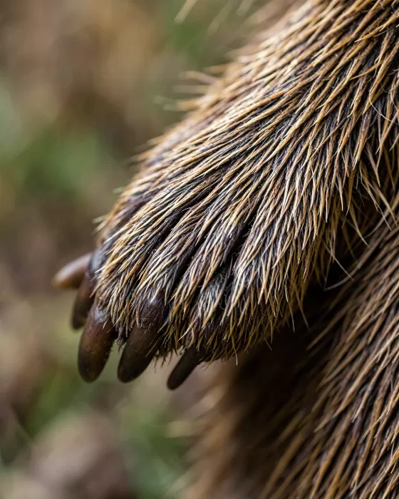 Paw Grip