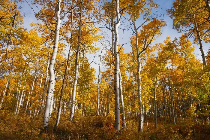 Whispering in Gold