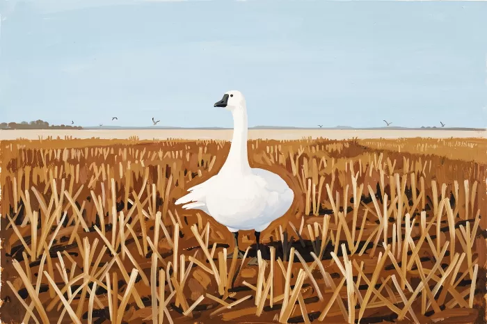 Snow Goose