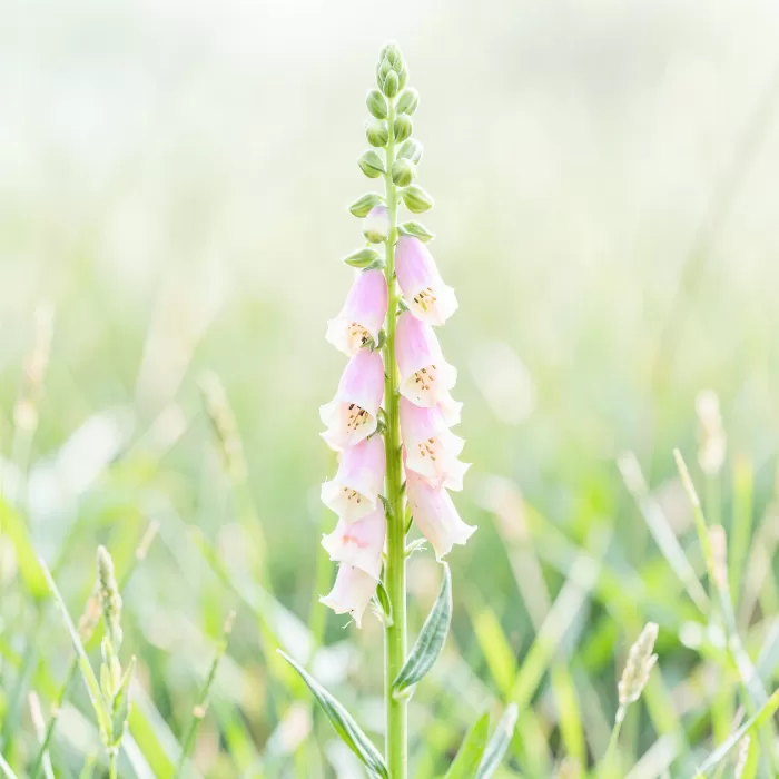 Pink Spire