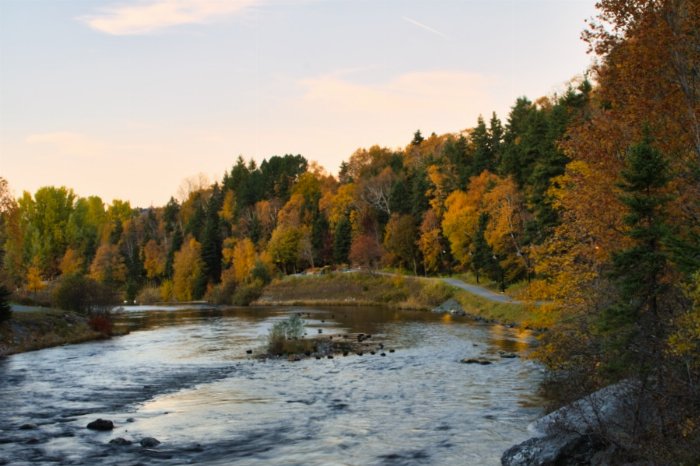 Fall In Margaret Bowater Park - Newfoundland art print
