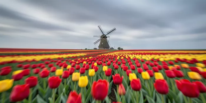 Ribboned Tulips