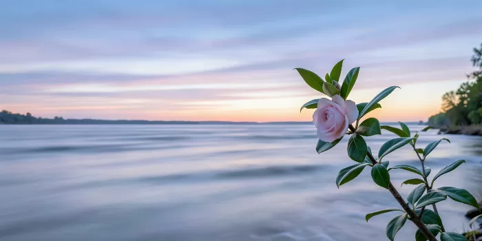 Dawn Camellia