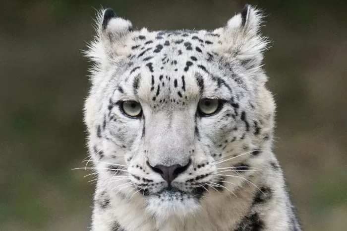 snow leopard 