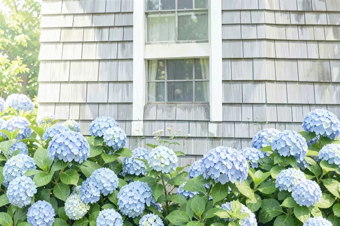 Hydrangea Cottage