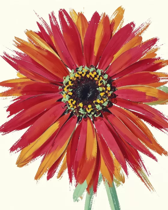 Radiant Zinnia