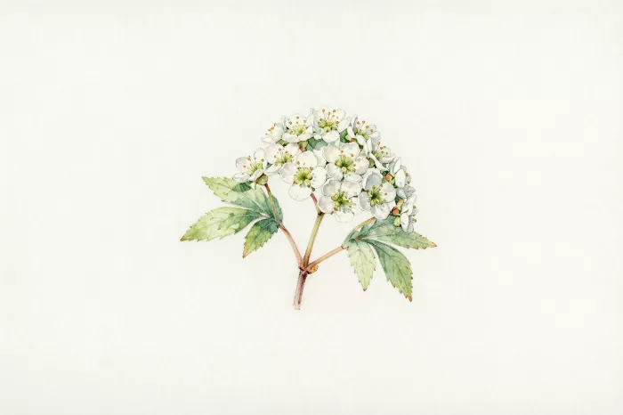 Serviceberry Sprig