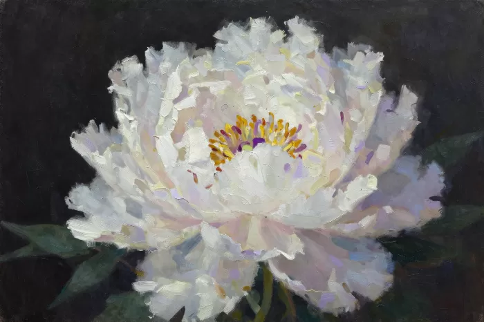 Lilac Peony