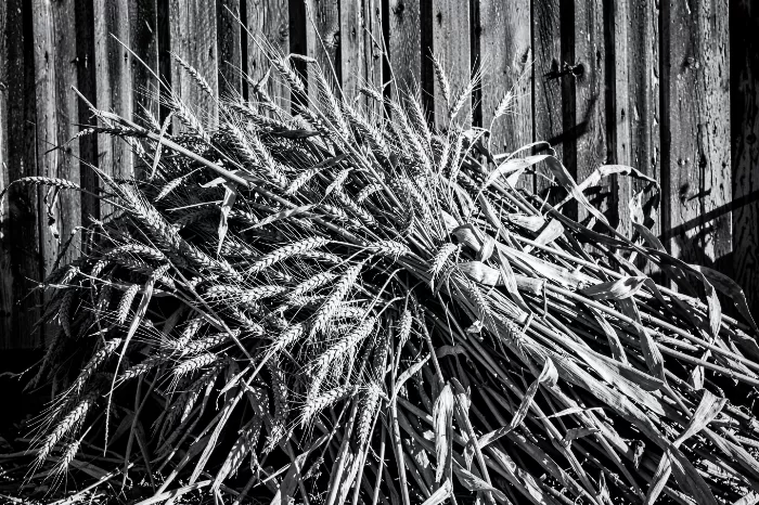 Wheat And Corn