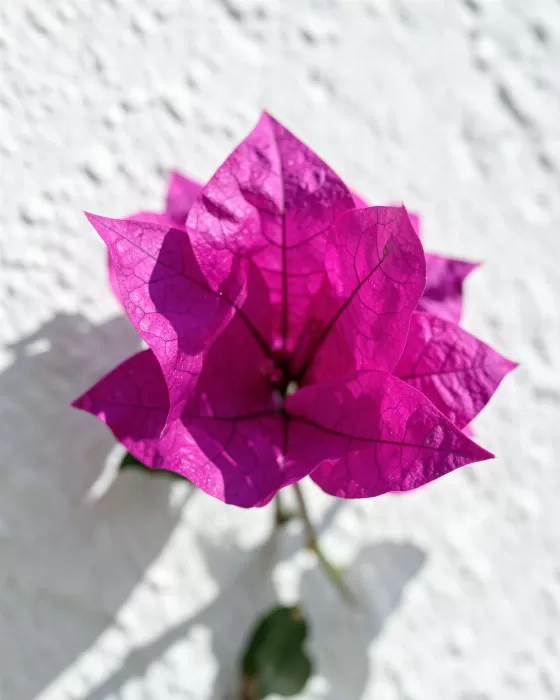 Magenta Bougainvillea