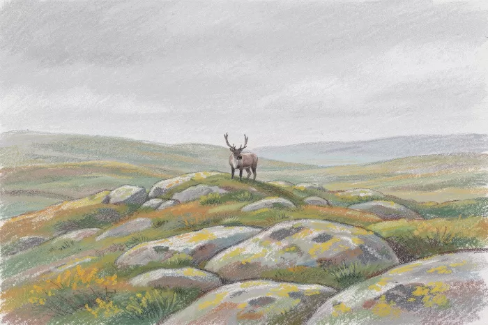 Tundra Watcher