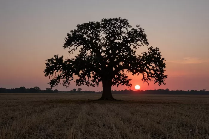 Crimson Oak