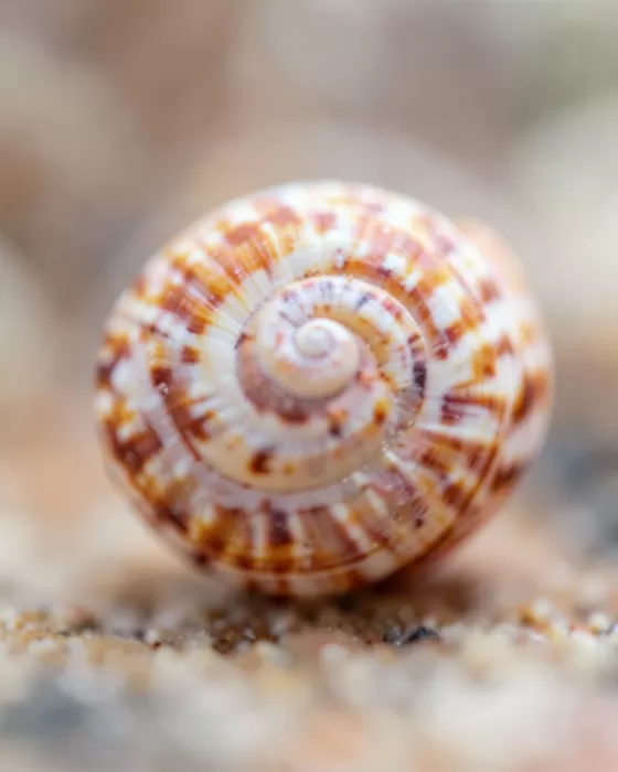 Nautilus Glow