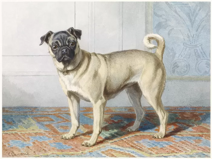 Portrait of Edwin Vom Raths Pug