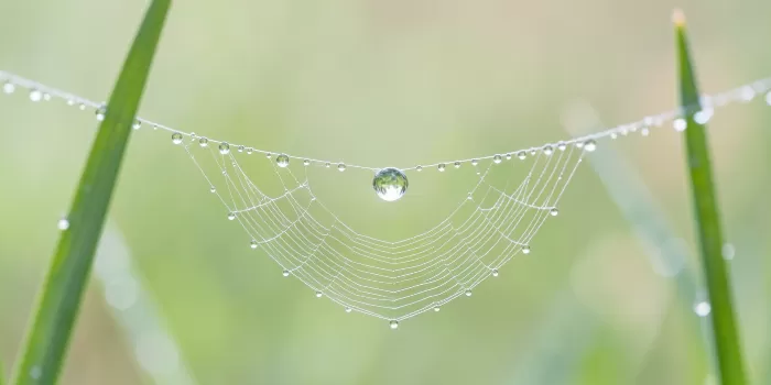 Web Light