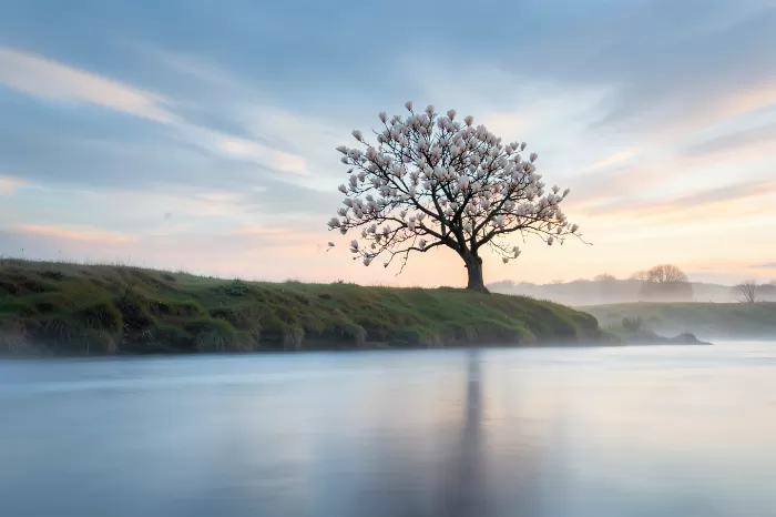 Silken Dawn