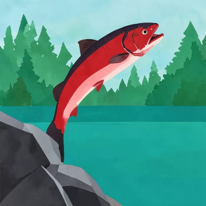 Sockeye Rise