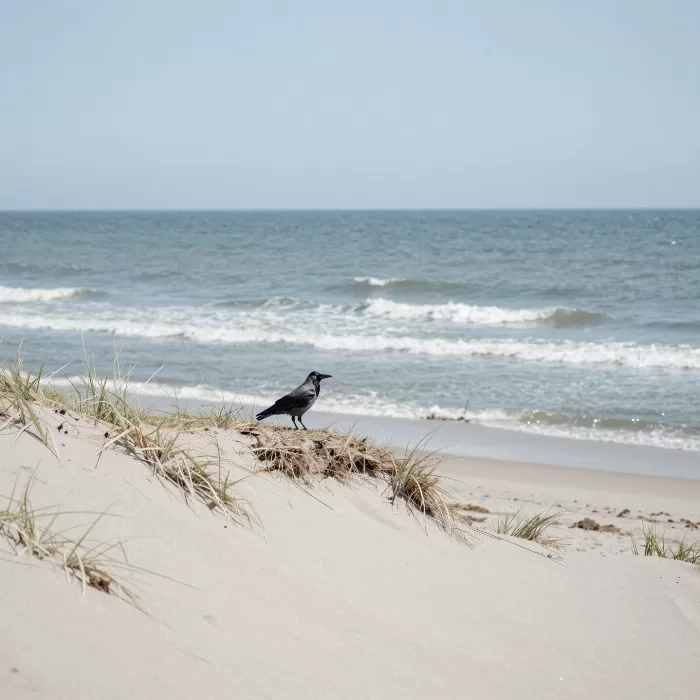 Dune Crow