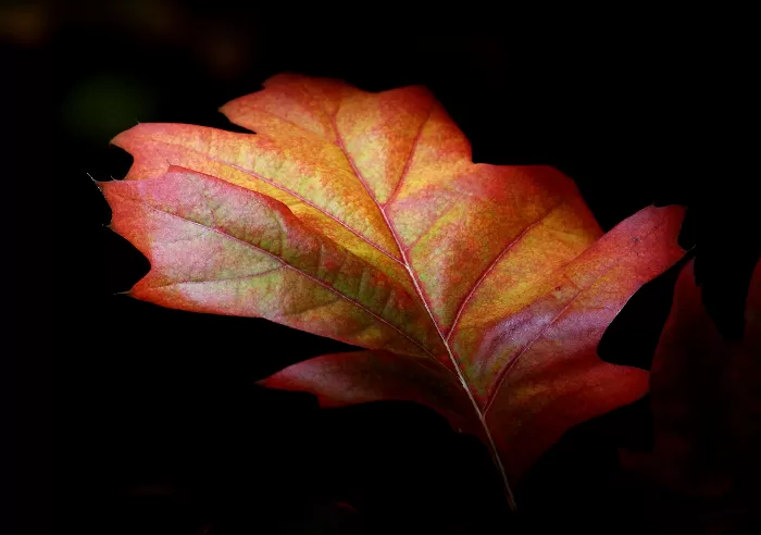Autumn Hues