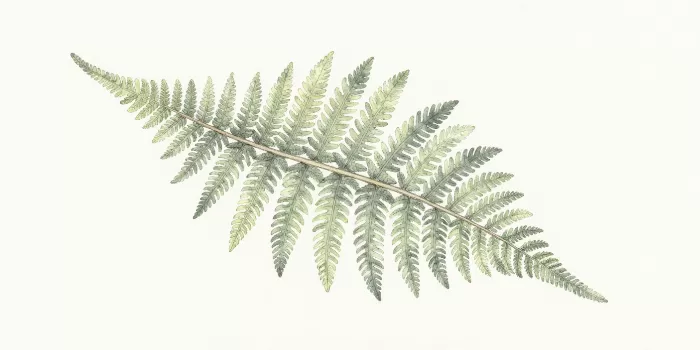 Jade Frond