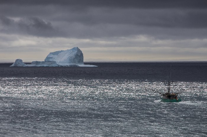 For A Look - Newfoundland art print