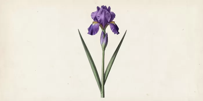 Antique Iris