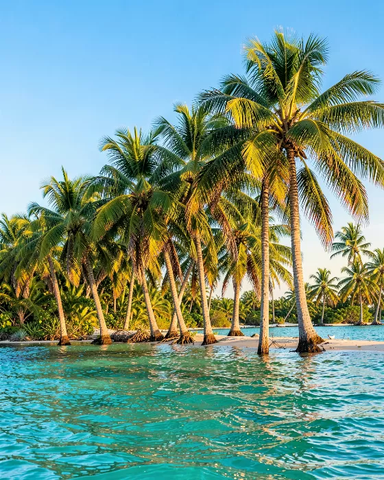 Turquoise Palms