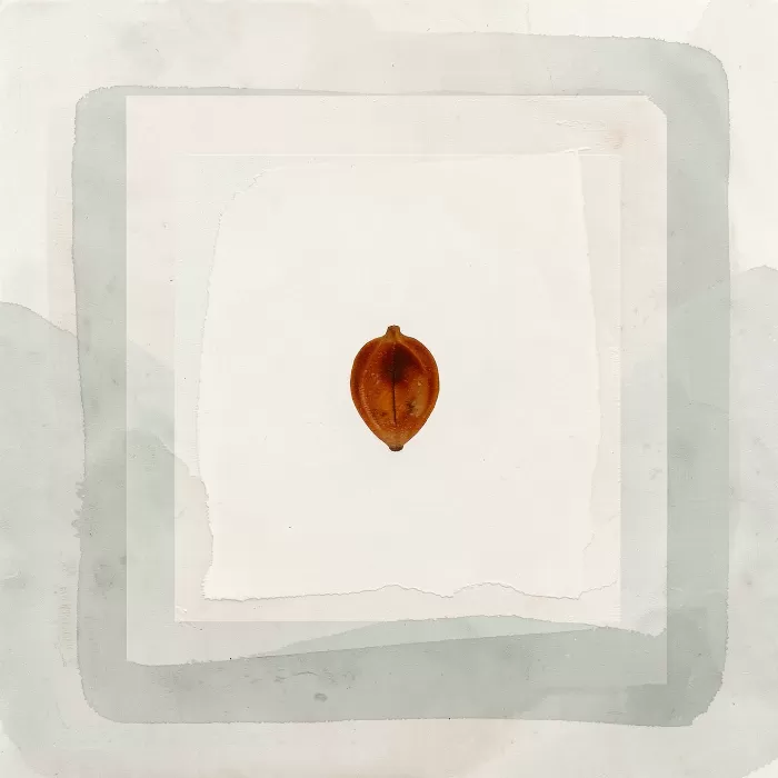 Rust Seed