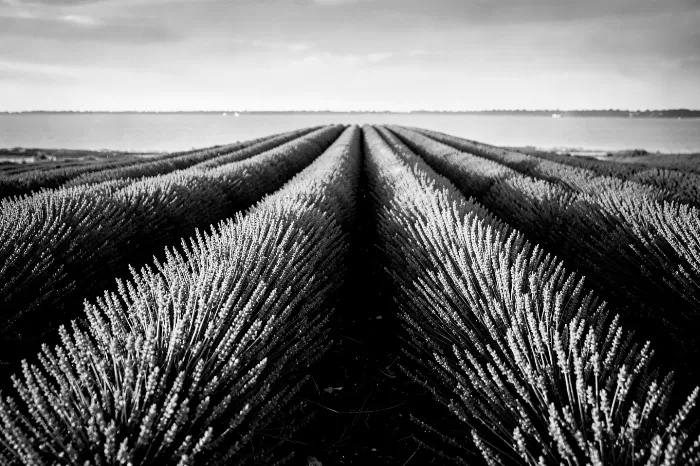 Field Furrows