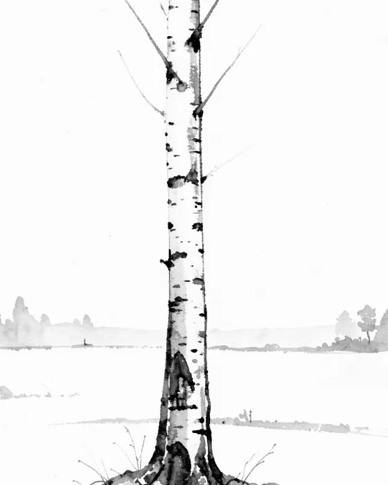 Birch Clearing