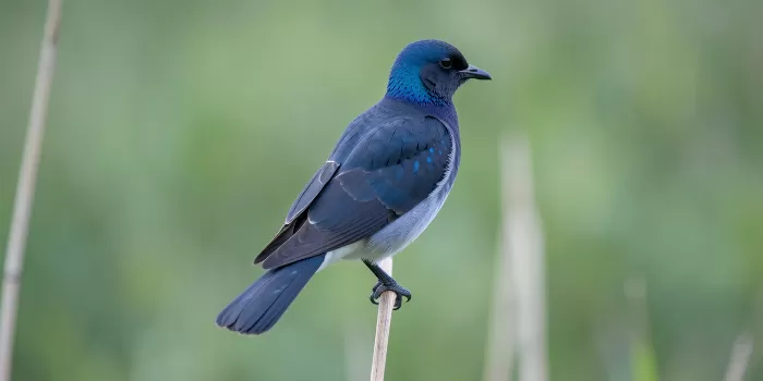 Morning Swallow