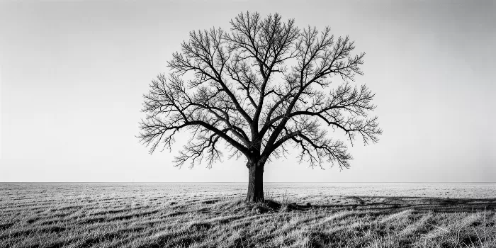 Frost Oak