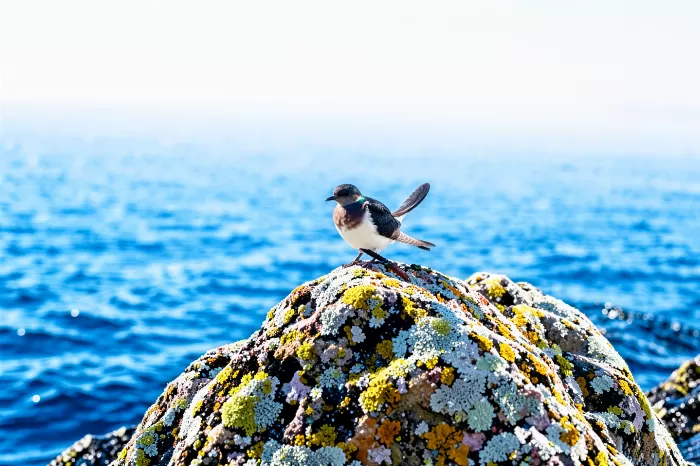 Sea Perch