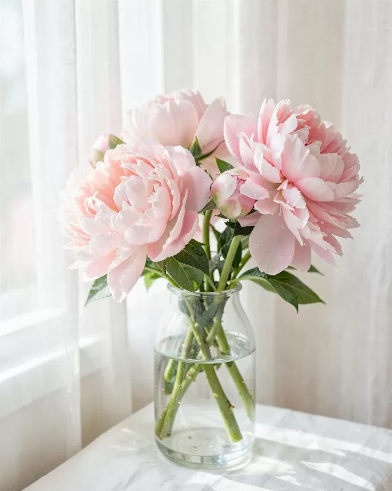Blush Peonies
