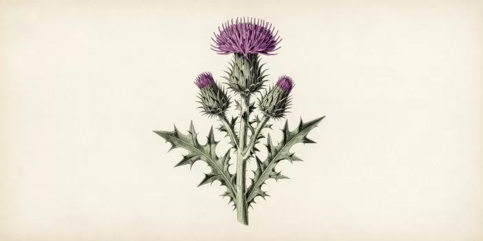 Gothic Thistle