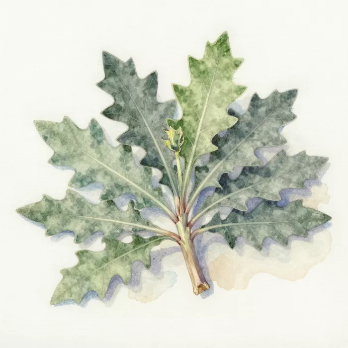 Coastal Thistle