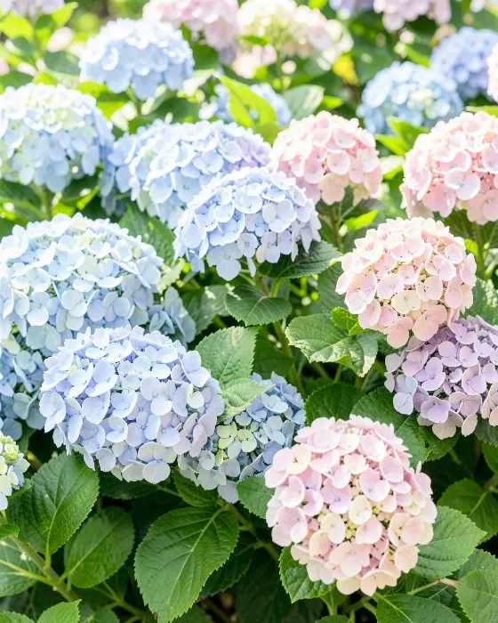 Soft Blooms