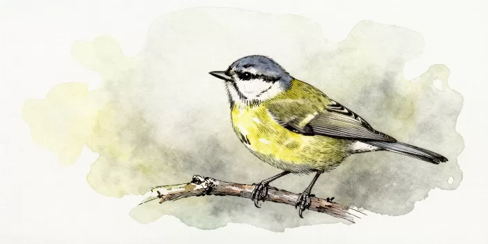 Twig Song