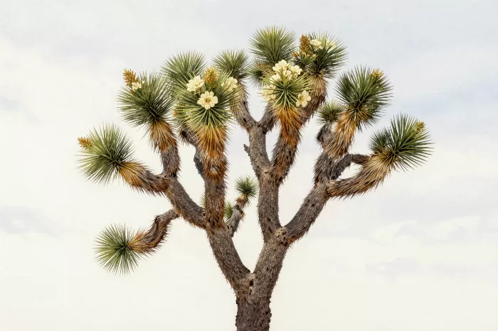 Spiny Grace