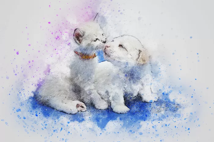 Kitten Love
