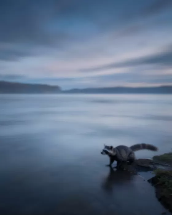 Twilight Ripple