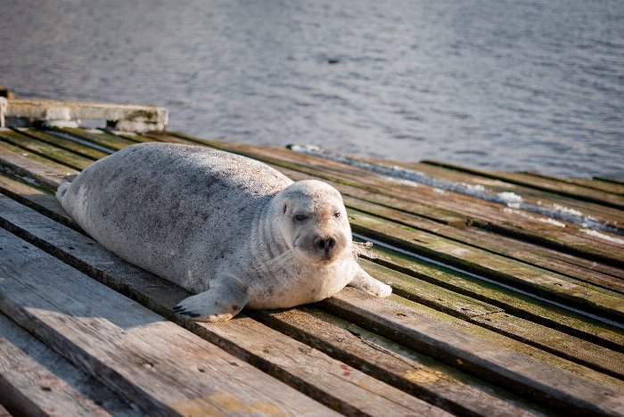Seal Pup - Newfoundland art print