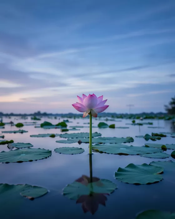 Lotus Rising